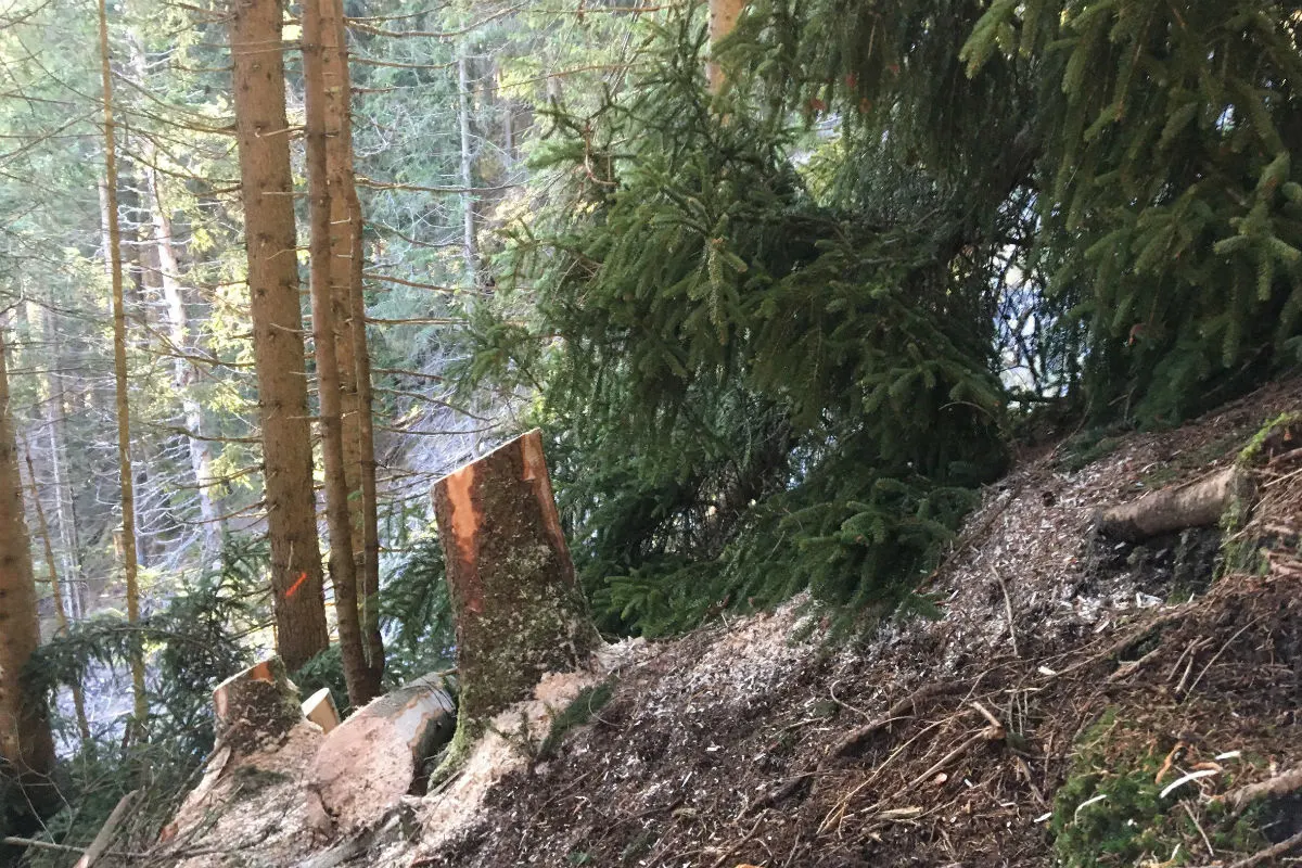 Sool GL - Forstwart von herumstürzenden Baum getroffen