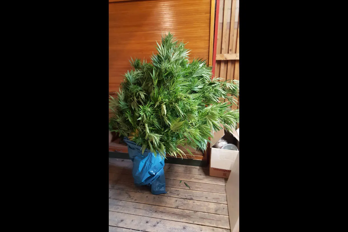Müllheim BW: Cannabisfeld vernichtet