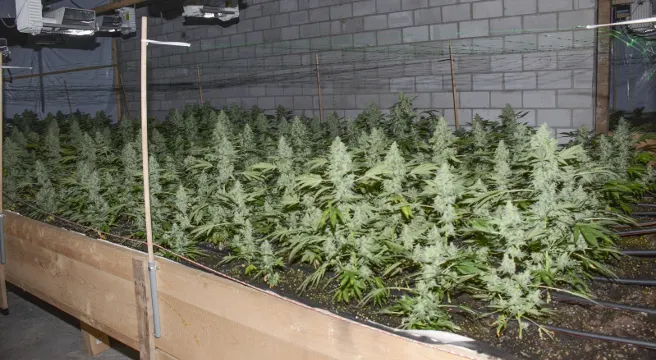 Indoor-Hanfplantage in Soazza ausgehoben 