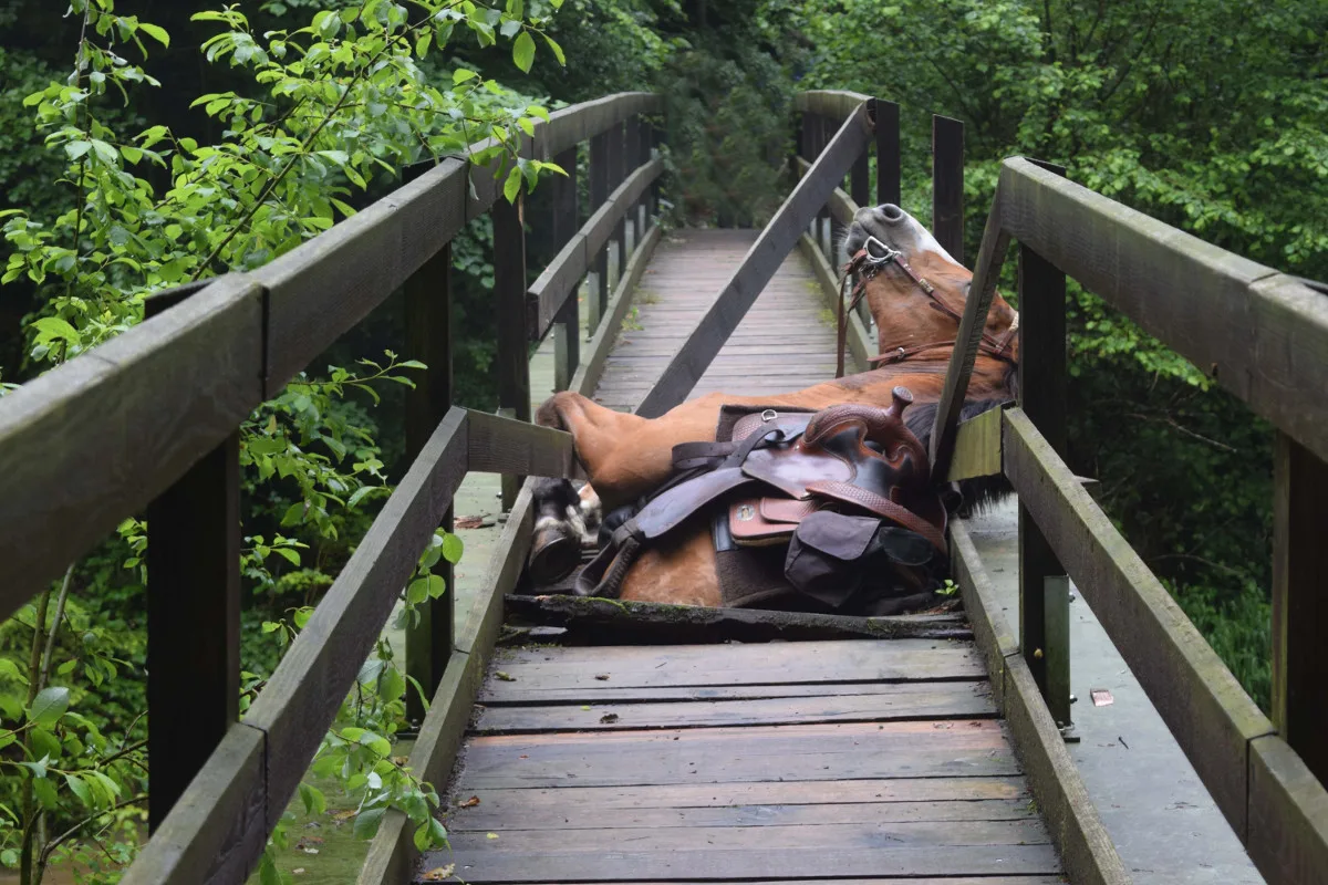 Tierische Rettung in Rothenburg - Pferd in Brückenboden eingebrochen