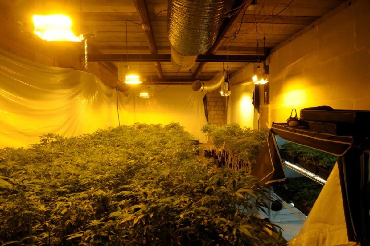 Indoor-Hanfanlage in Rümlang aufgeflogen - zwei Festnahmen