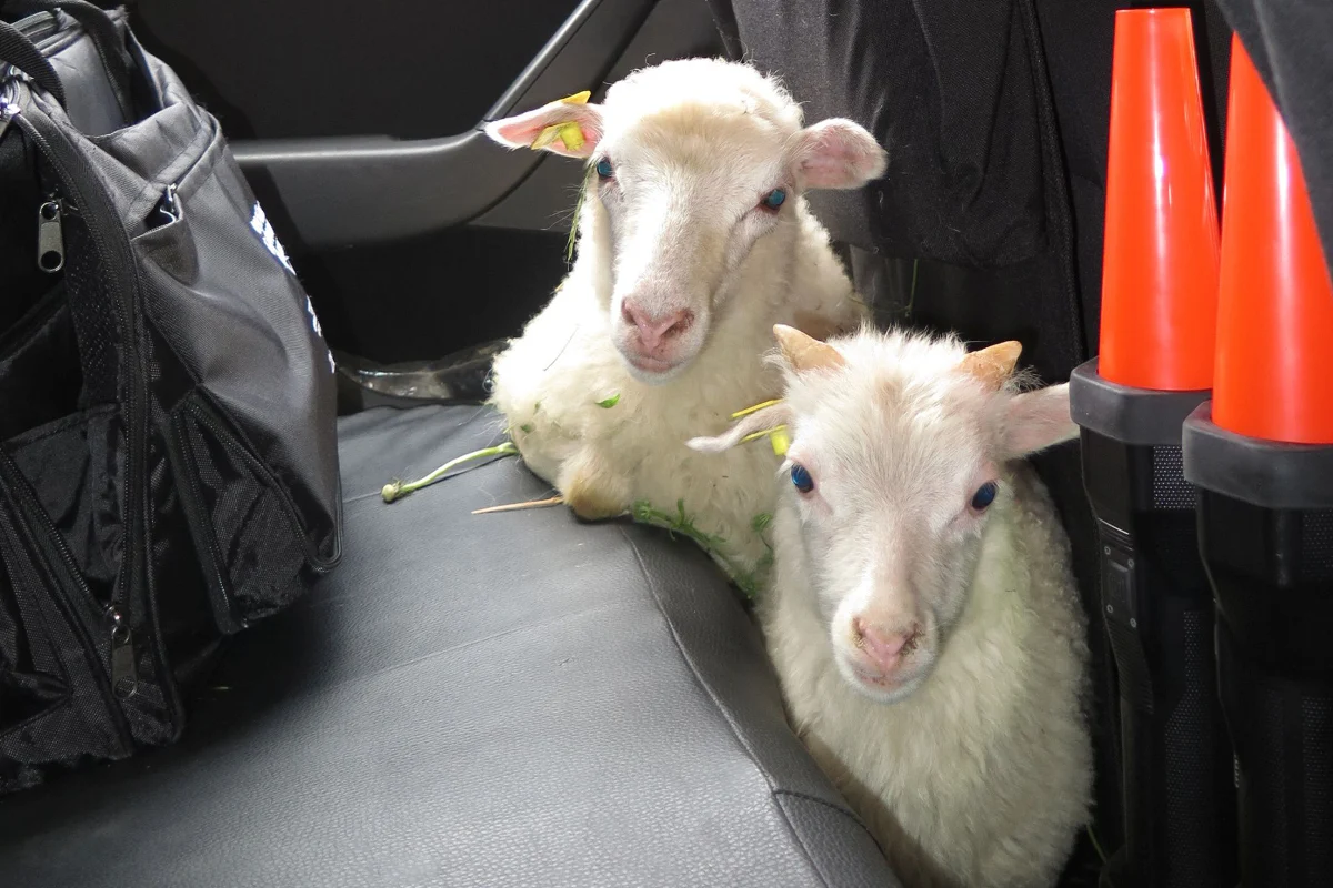 Liestal: Tierische Ausreisser kommen ungeschoren davon