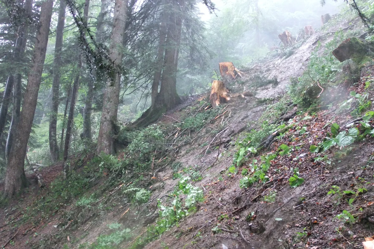 Tragödie in Bad Ragazer Wald! 25-jähriger Rumäne stirbt bei Holzarbeiten