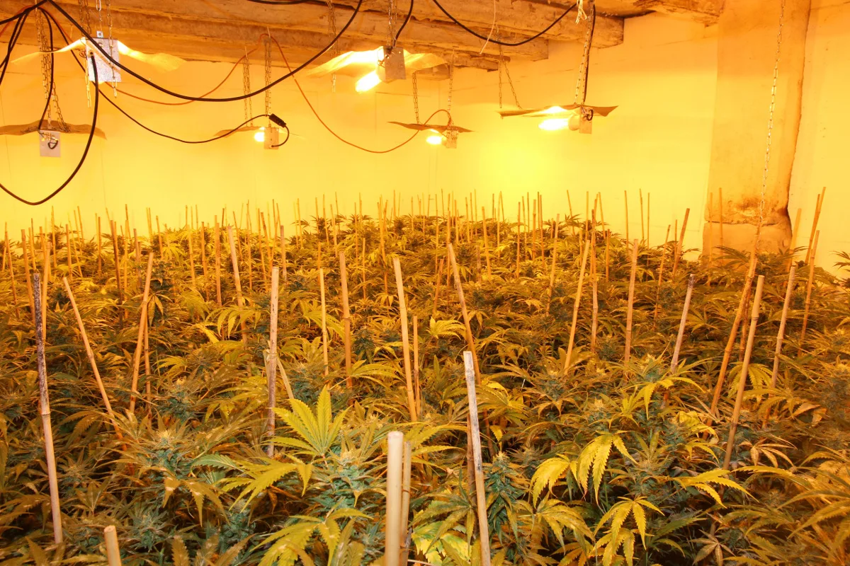 St. Ursen FR - Illegale Indoor-Hanfanlagen entdeckt
