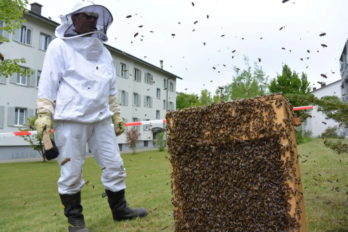 Die Bienen machen Bern unsicher