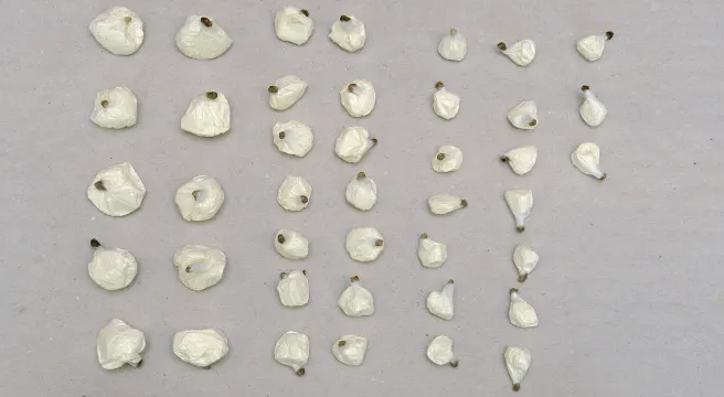 Drogendealer in Luzern festgenommen