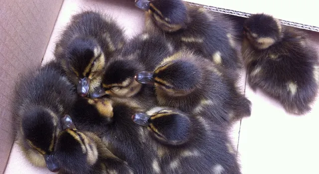 Enten-Regen in Buchs
