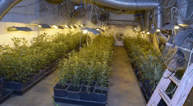 Cannabishandel im Zürcher Unterland