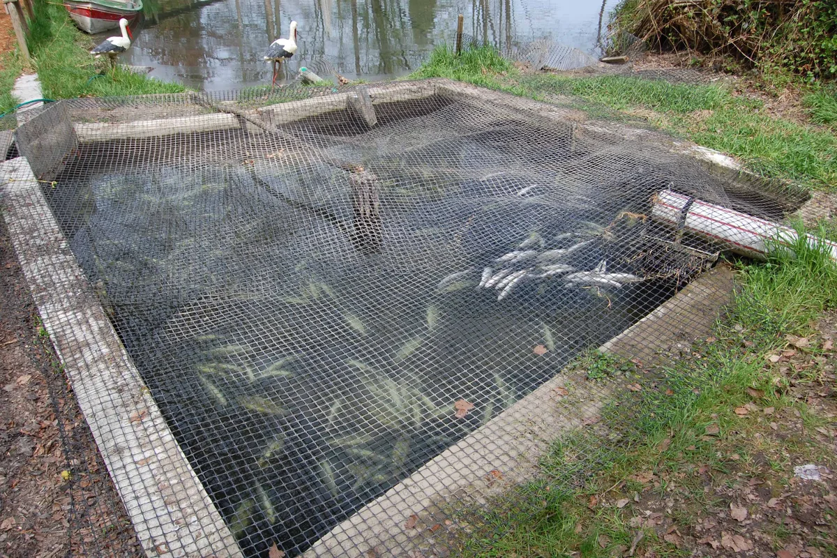 800 Fische verendet - Tödliche Sachbeschädigung in Ebikon