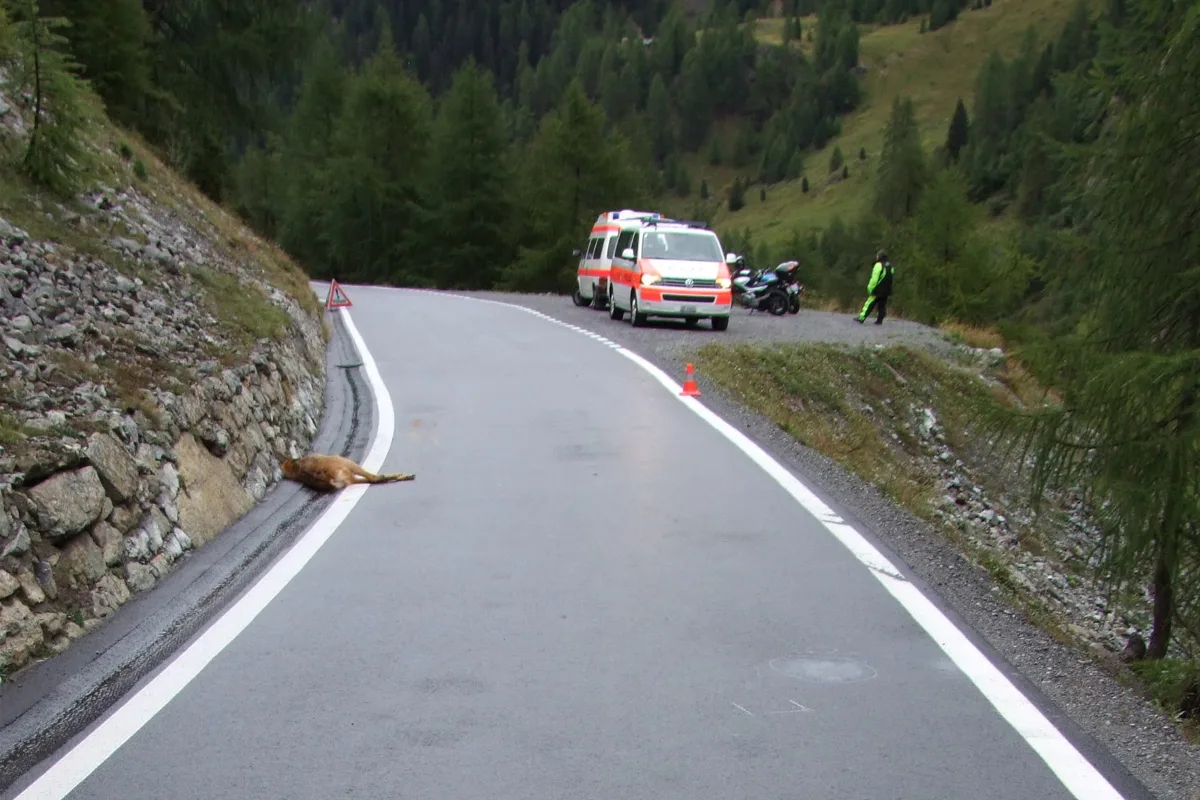 Sta. Maria GR - Reh bei Kollision getötet