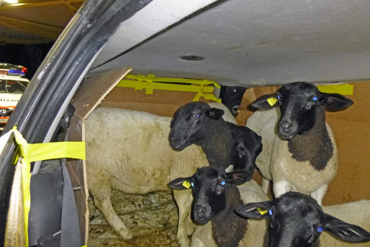 Tiertransport in Tägerwilen gestoppt