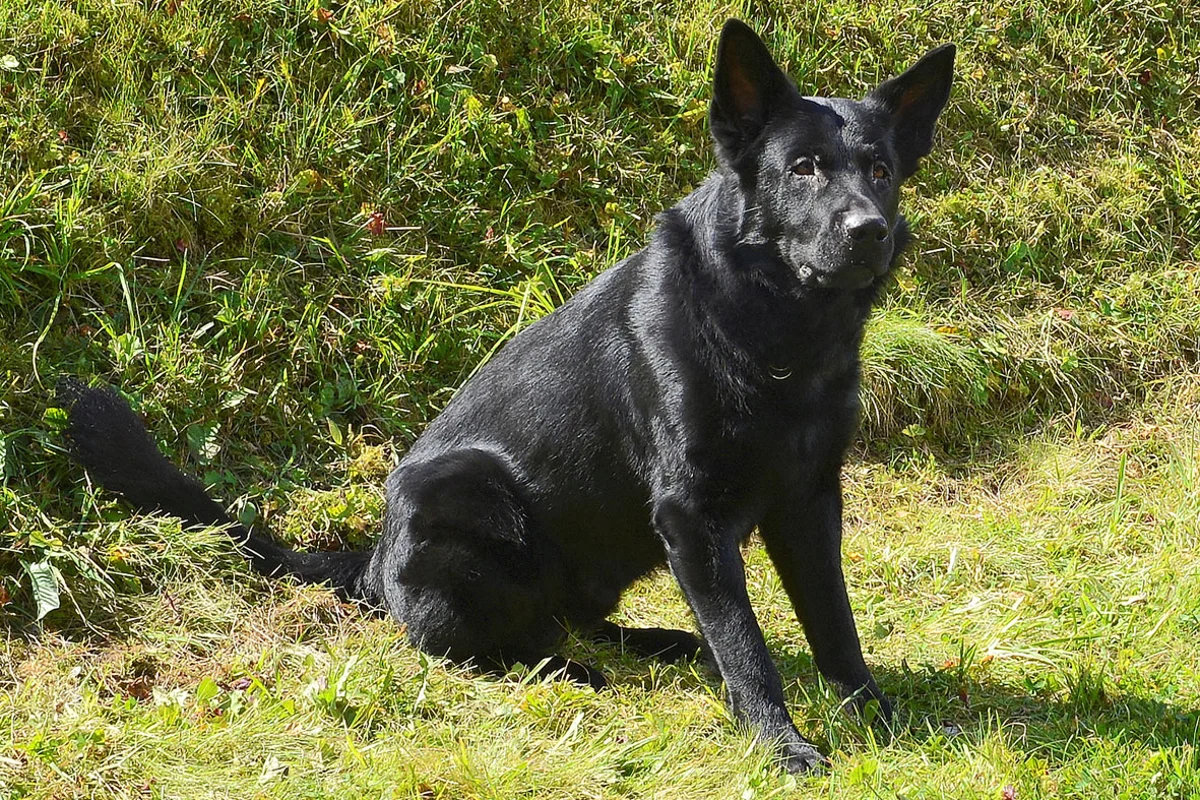 Polizeihund stellt in Adligenswil Einbrecher auf der Flucht