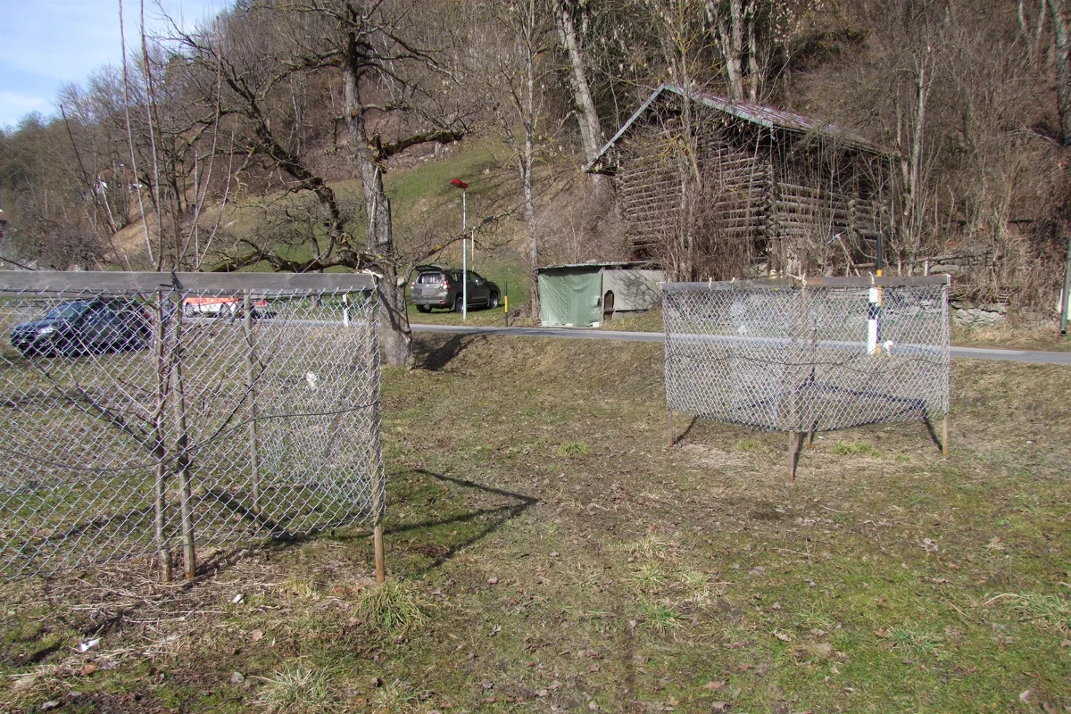 Ilanz: Hirsch totgefahren und versteckt