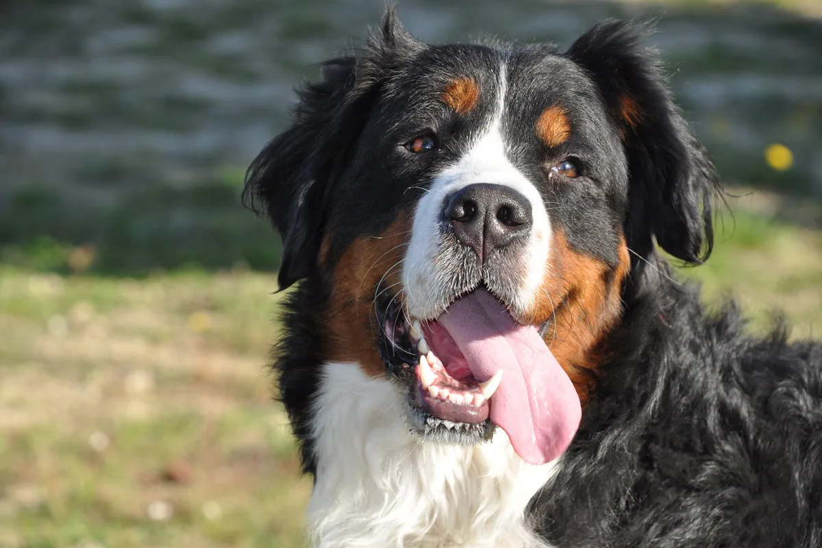 Herisau: Zu Tode gequälter Berner Sennenhund - Täter gefunden