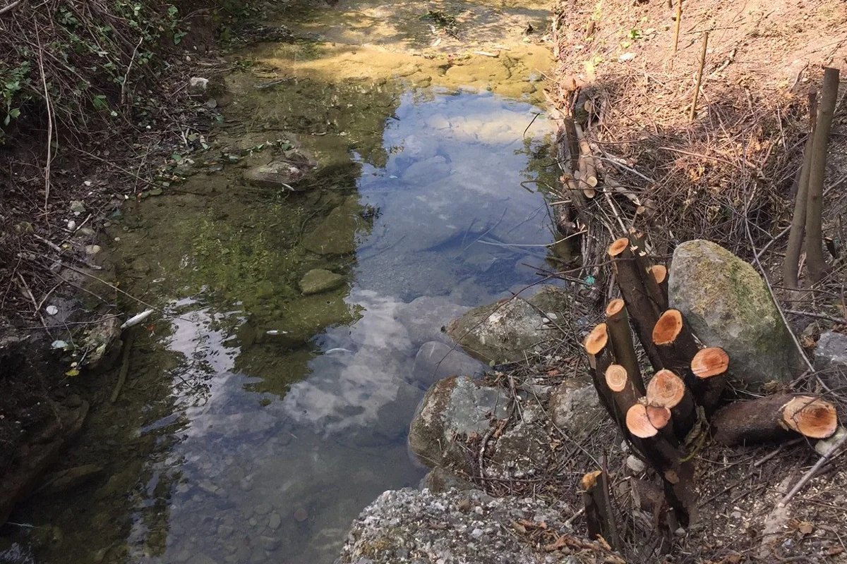 Gossau ZH - Fischsterben im Gossauerbach
