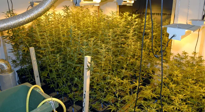 Hanf-Indooranlage in Schaffhausen entdeckt