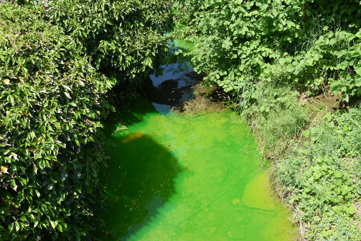 Andwil SG - Dorfbach grün gefärbt