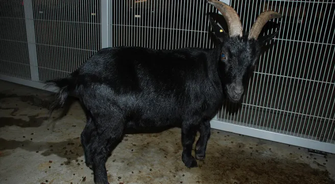 Baar: Wer vermisst eine schwarze Ziege?