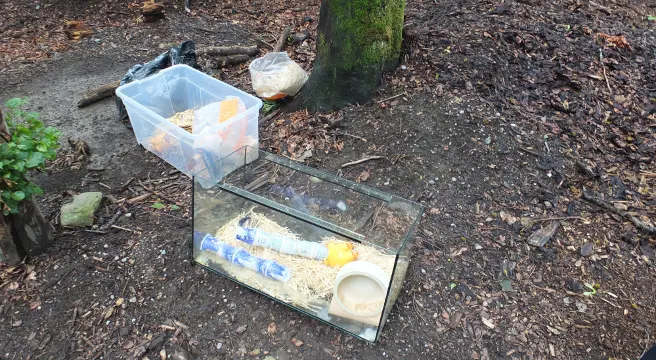 Goldhamster in Goldacher Wald ausgesetzt