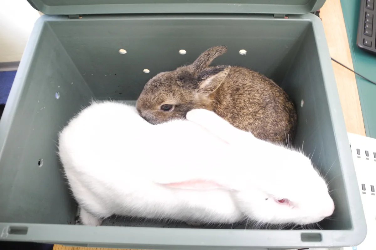 Kaninchen in Winterthur-Töss ausgesetzt