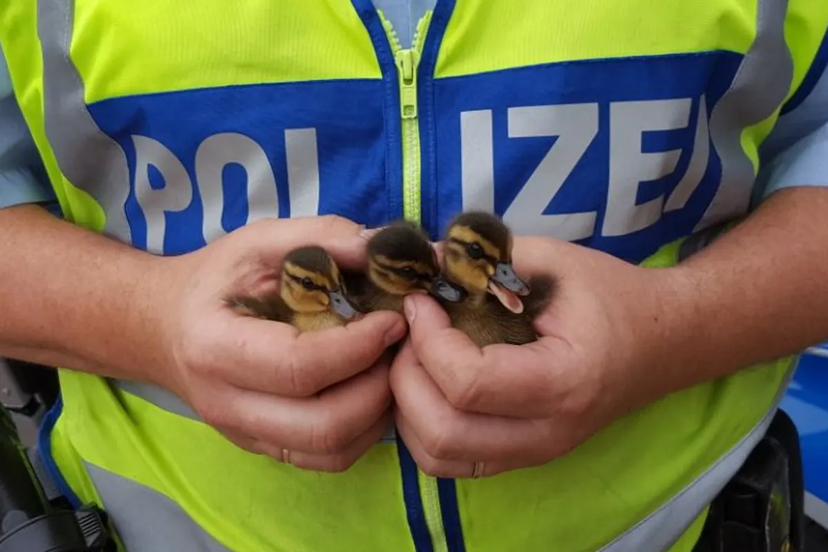 Düsseldorf NRW - Abenteuerlicher Ausflug einer Entenfamilie