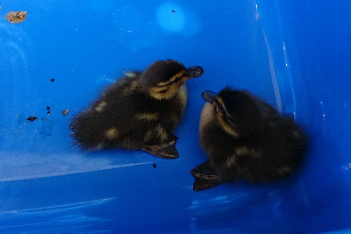 Ente gut, alles gut - tierischer Einsatz in Winterthur