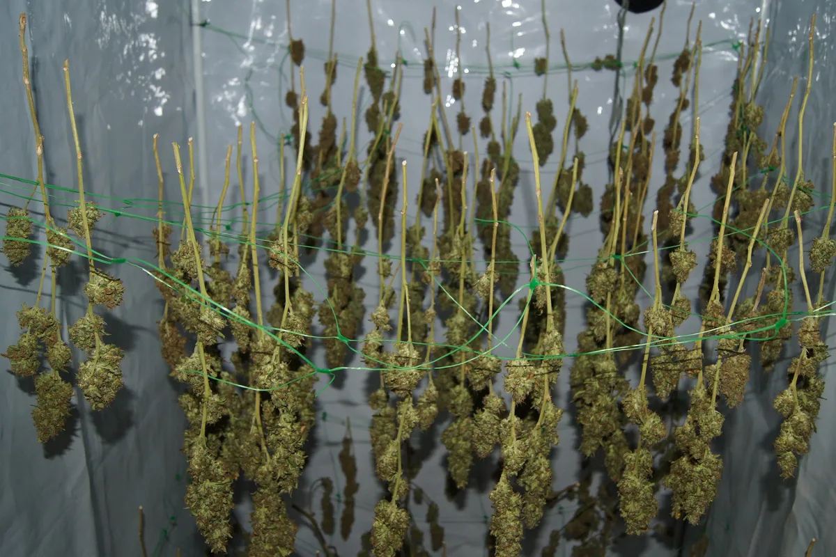 Hanfplantage in Cham ausgehoben