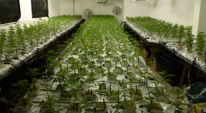 Zürcher Hanfplantage ausgehoben