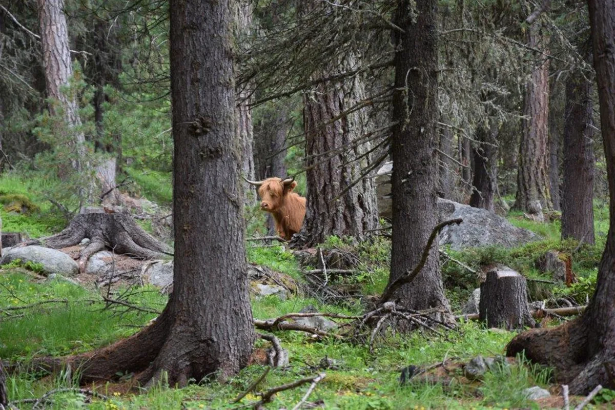 Pontresina: Ausgebüxtes Hochlandrind nach über einer Woche aufgefunden 