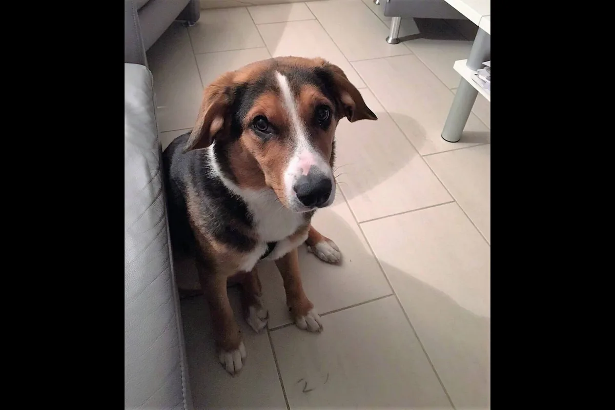 Muri AG/ Egg ZH: Einjähriger Hund wird vermisst