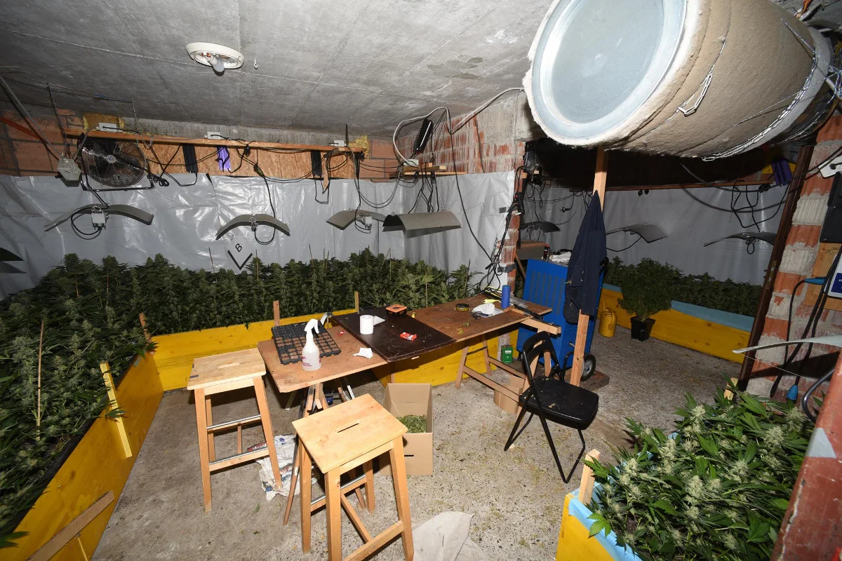 Hanf-Indooranlage in Seewen ausgehoben