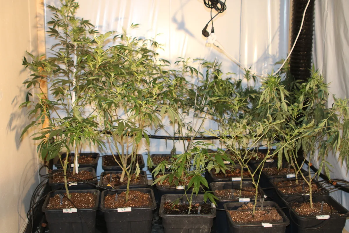 Jona SG - Hanfplantage sichergestellt