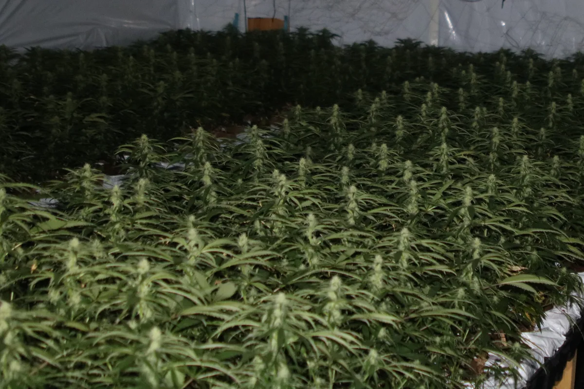 Urnäsch AR - Illegale Hanfplantage sichergestellt