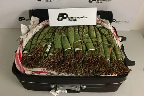 Flughafen ZH - 50 Kilo Khat sichergestellt