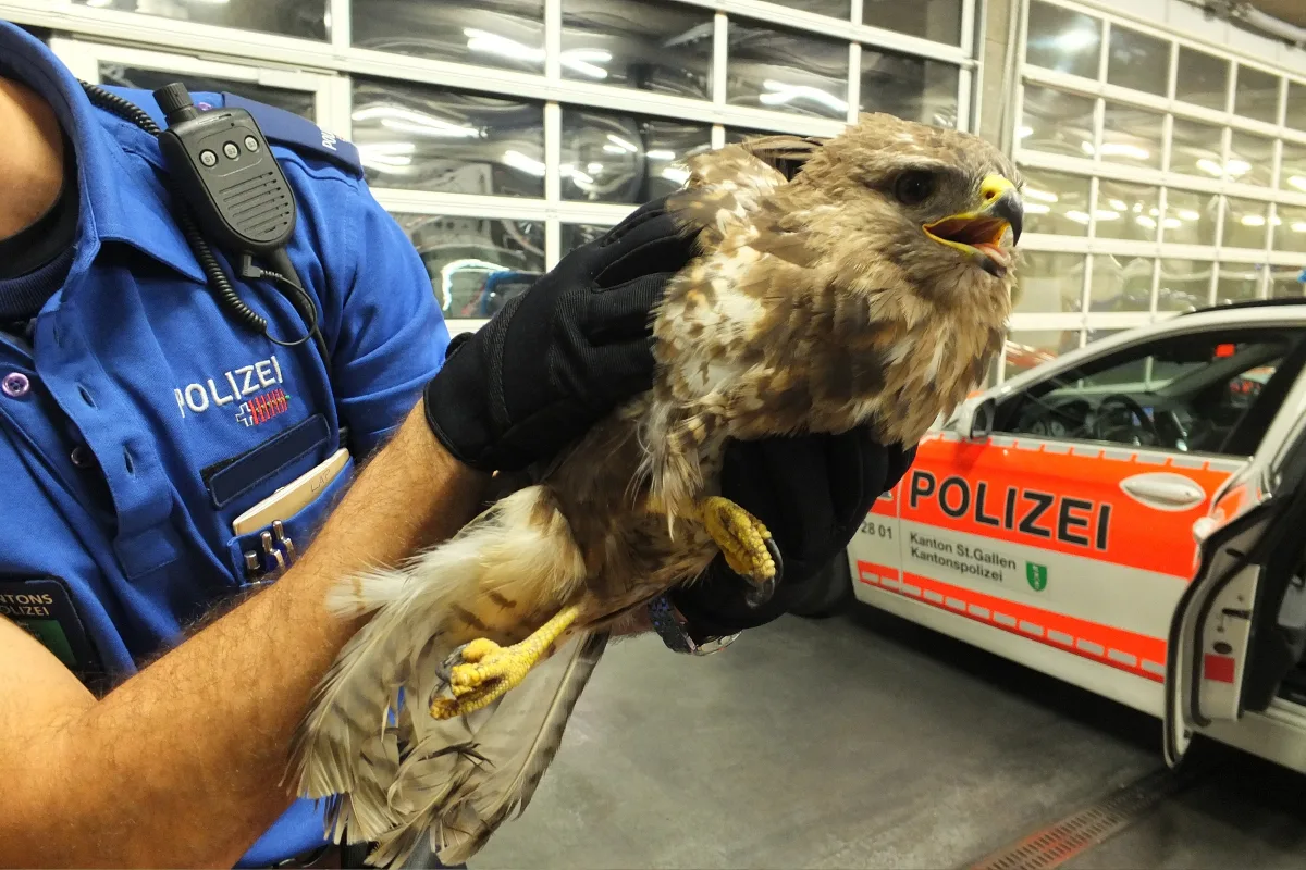 Montlingen: Mäusebussard gerettet