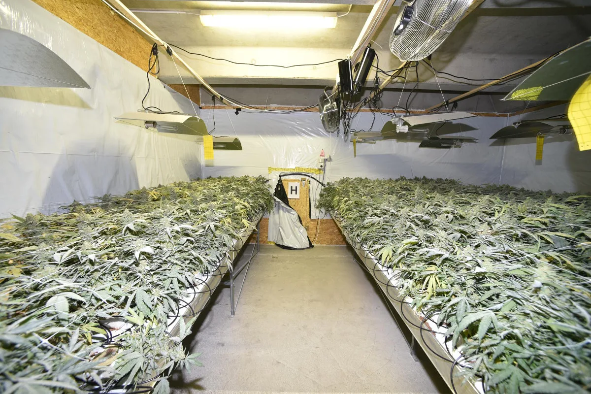 Rothenthurm SZ - Hanf-Indooranlage mit über 4'100 Pflanzen ausgehoben