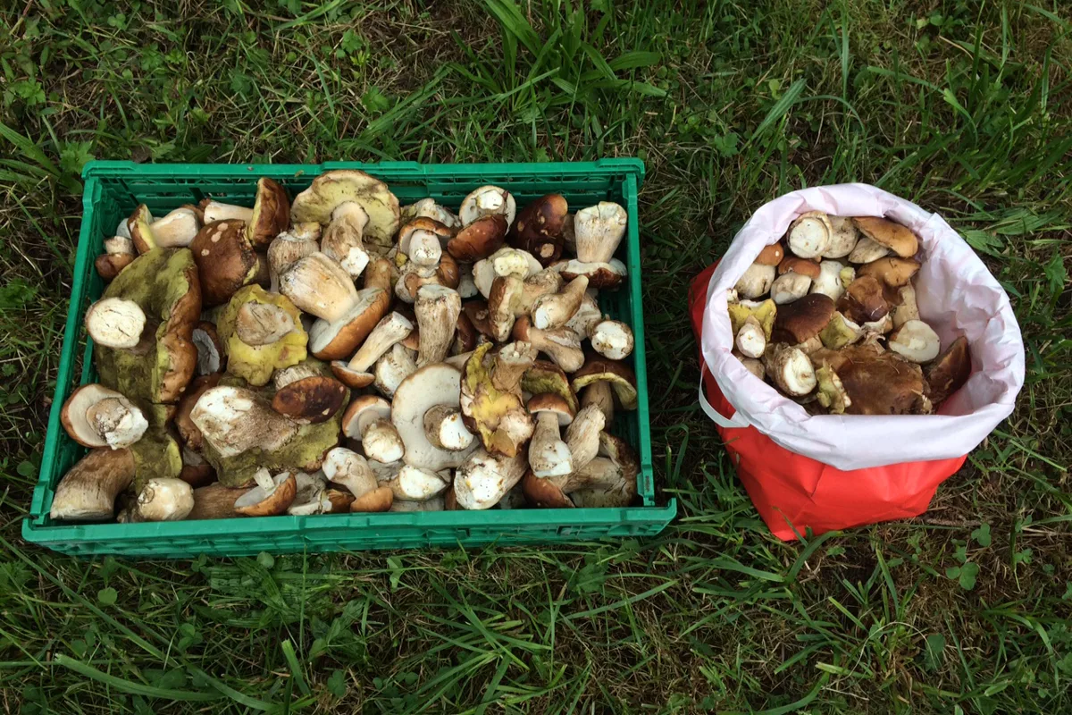 Schüpfheim: Sammler mit 11 Kilo Steinpilzen erwischt