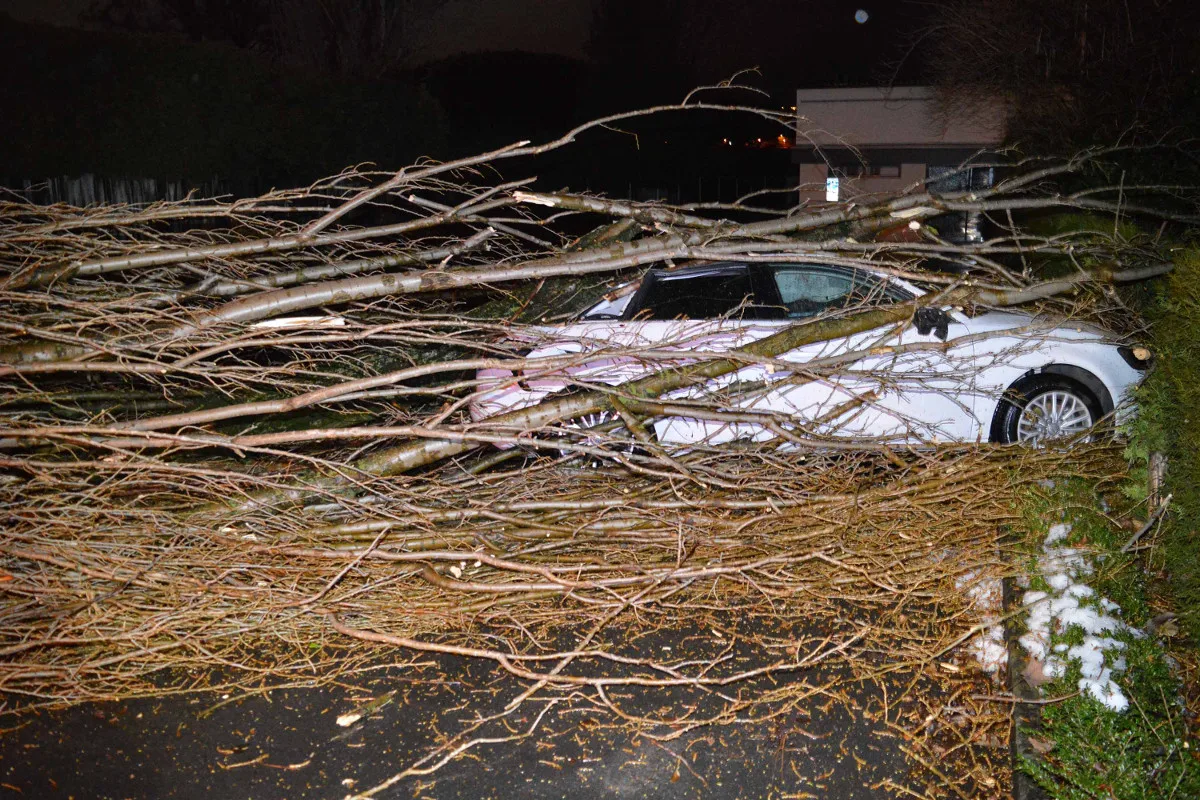 Hergiswil NW - Baum auf Fahrzeuge gestürzt