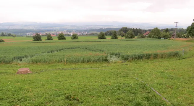 In Buttwil durch Weizenfeld gedonnert und abgehauen