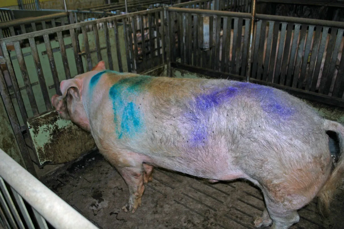 Vandalen von Weggis LU gestehen
