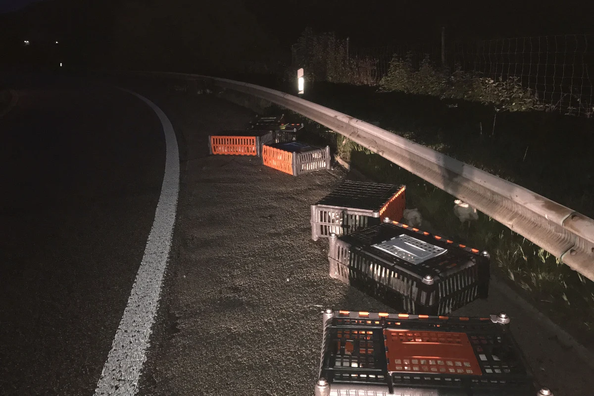 Sissach BL - Lkw verliert während der Fahrt lebende Hühner