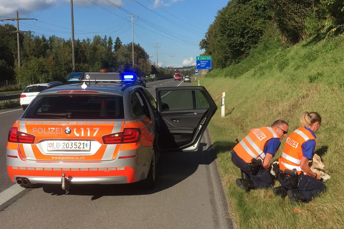Buchrain LU - Entlaufene Ziege auf der A14 unterwegs