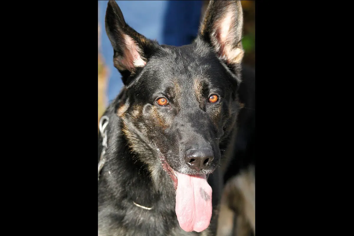 Autobahn A1/Oensingen SO - Auffahrunfälle sowie erfolgreiche Anhaltung dank Polizeihund – Zeugenaufruf