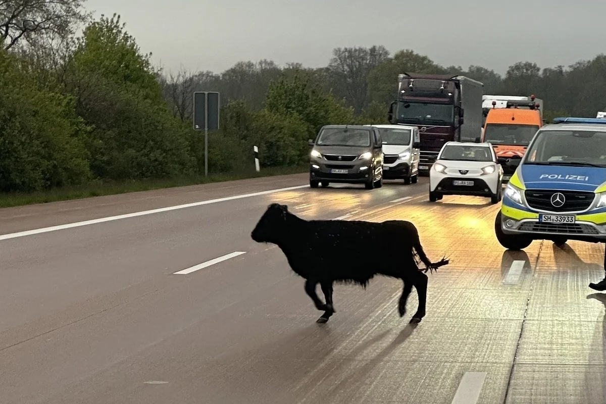 Ratzeburg SH - Ausgebüxtes Rind verursacht Sperrung auf der Autobahn