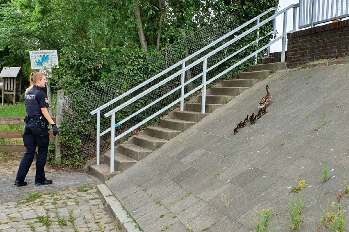 Polizei begleitet Entenfamilie ans Wasser 