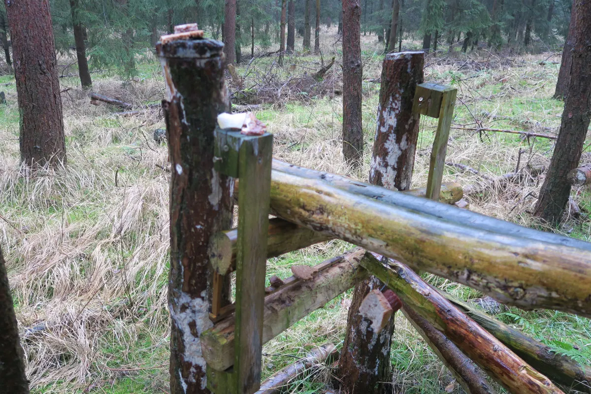 Ahlhorn - Mann bei Jagdwilderei ertappt