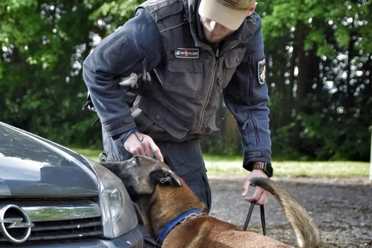 Osnabrück NI – Bargeldfunde bei Durchsuchungen durch Diensthunde