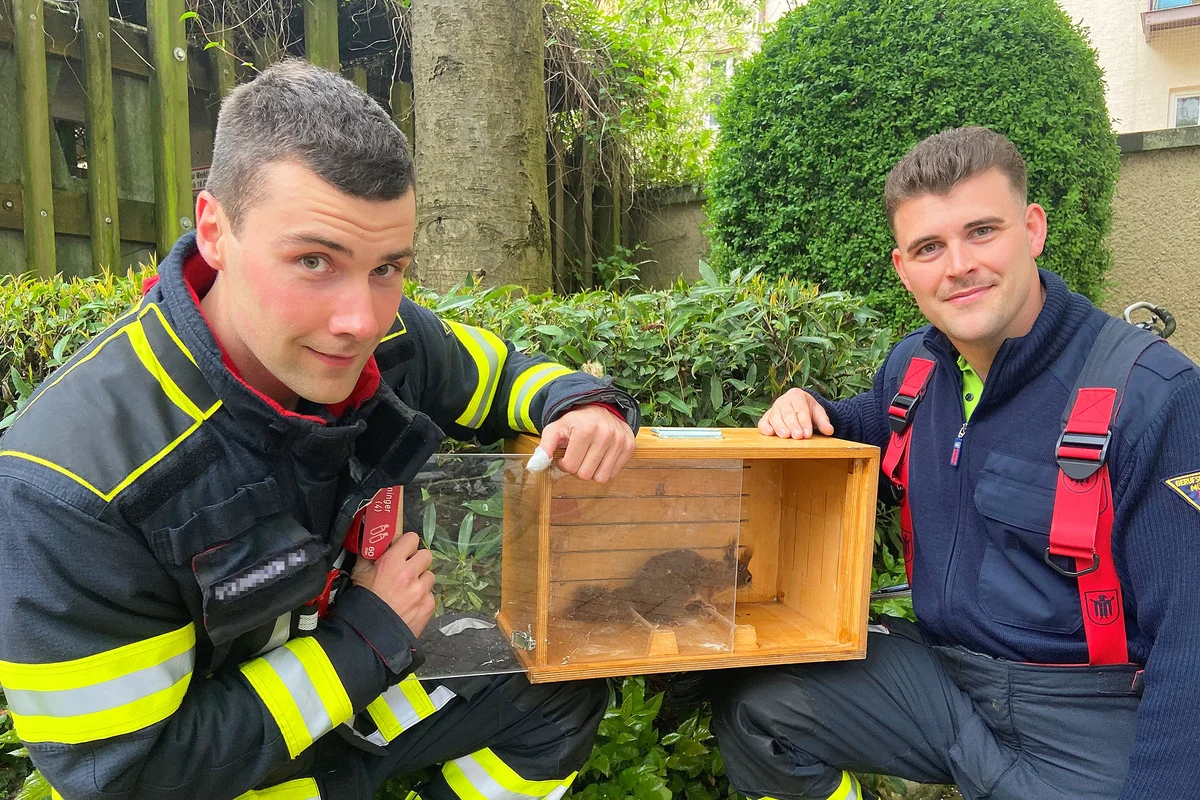 Haidhausen - Feuerwehr rettet Eichhörnchen