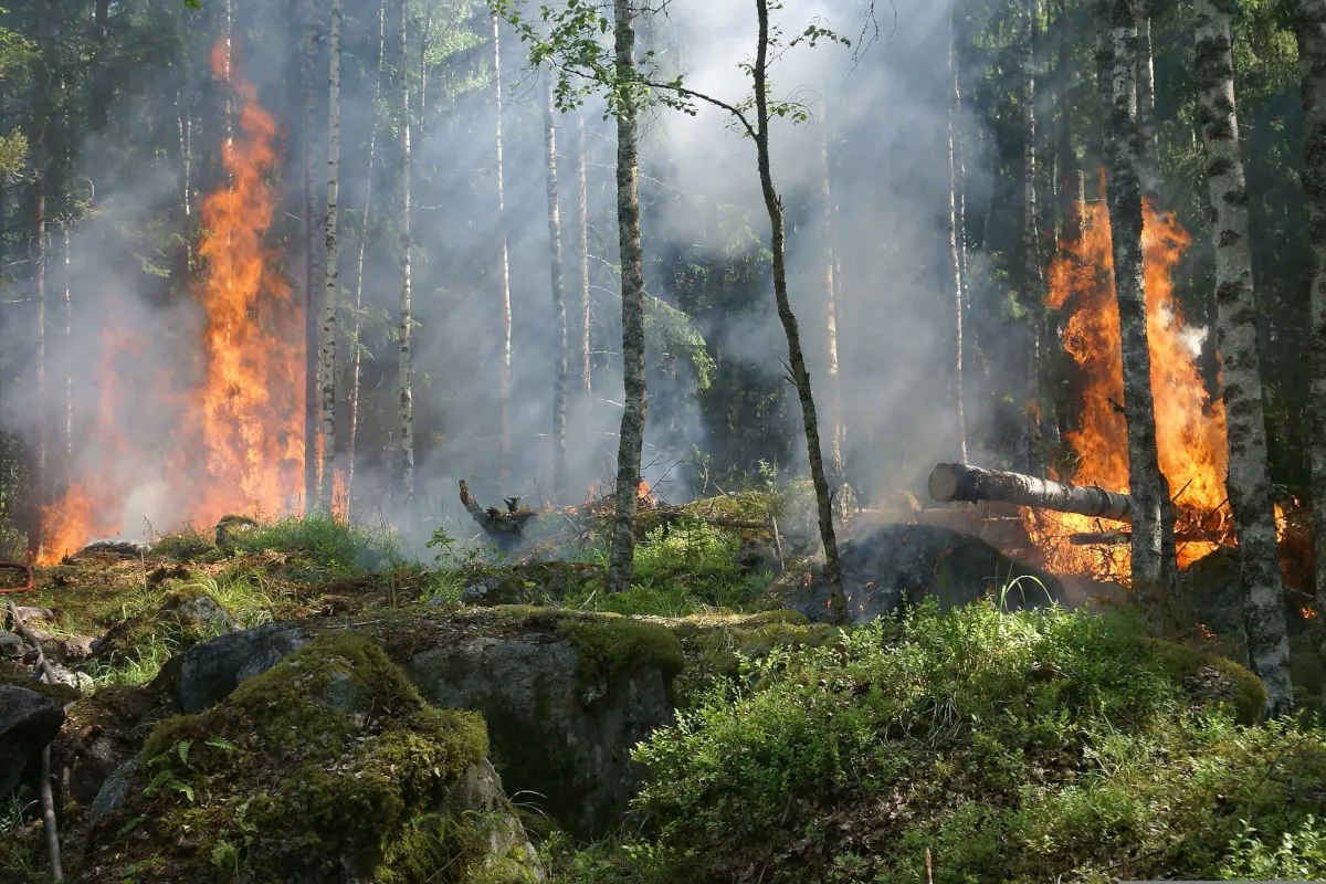 Flammen lodern in einem dichten Wald, während Rauch in die Luft steigt. Karge Bäume und dichter Bodenbewuchs sind sichtbar.