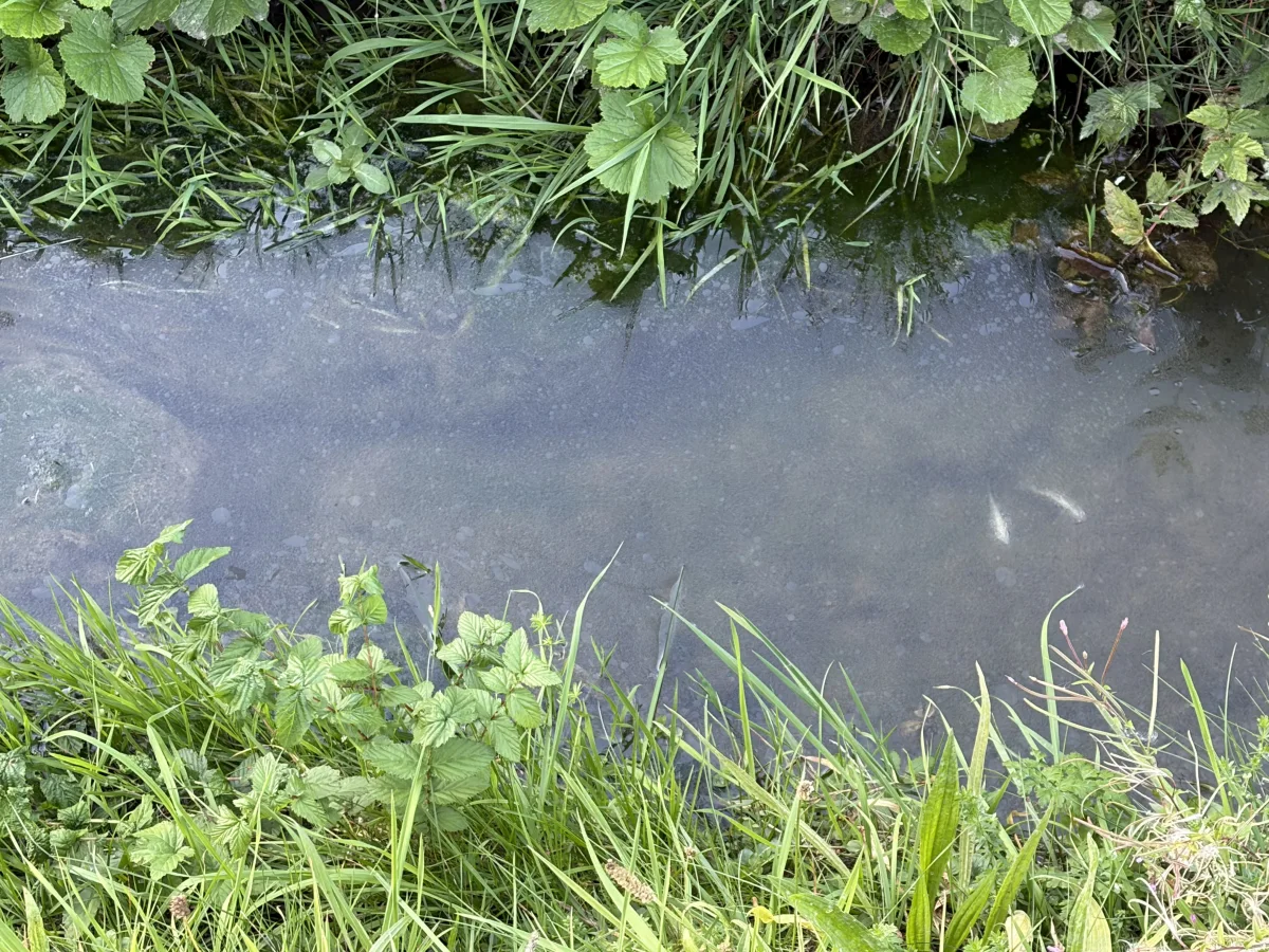 Ein kleiner, schmaler Bach in einer ländlichen Umgebung, umgeben von Gras und Blättern. Einige Fische im Wasser sichtbar.